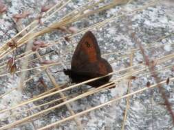 Image of Erebia rhodopensis Elwes 1900