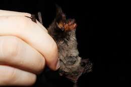 Image of Tropical Big-eared Brown Bat