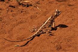 Image of (Somali) Painted Agama