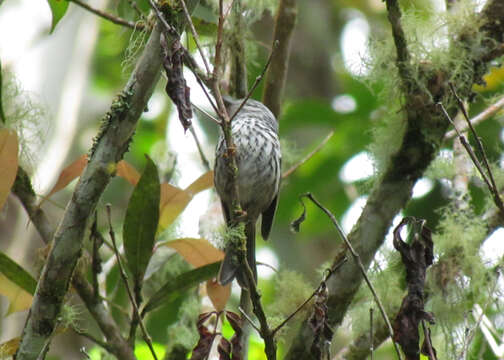 Image of Arrowhead Warbler