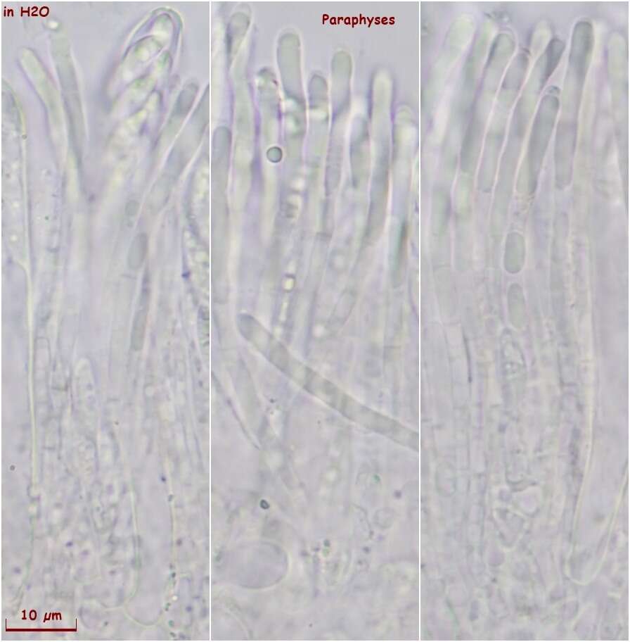 Image of Ombrophila rivulorum Velen. 1934