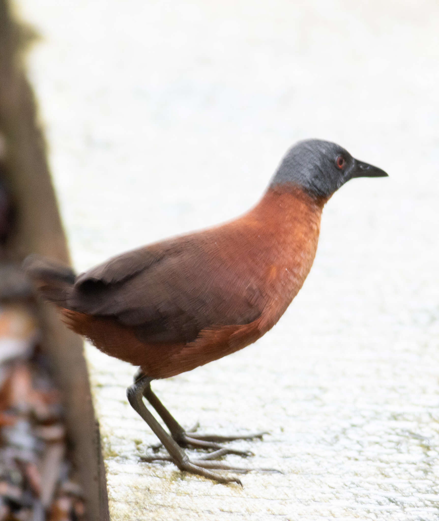 Image of Ruddy Crake