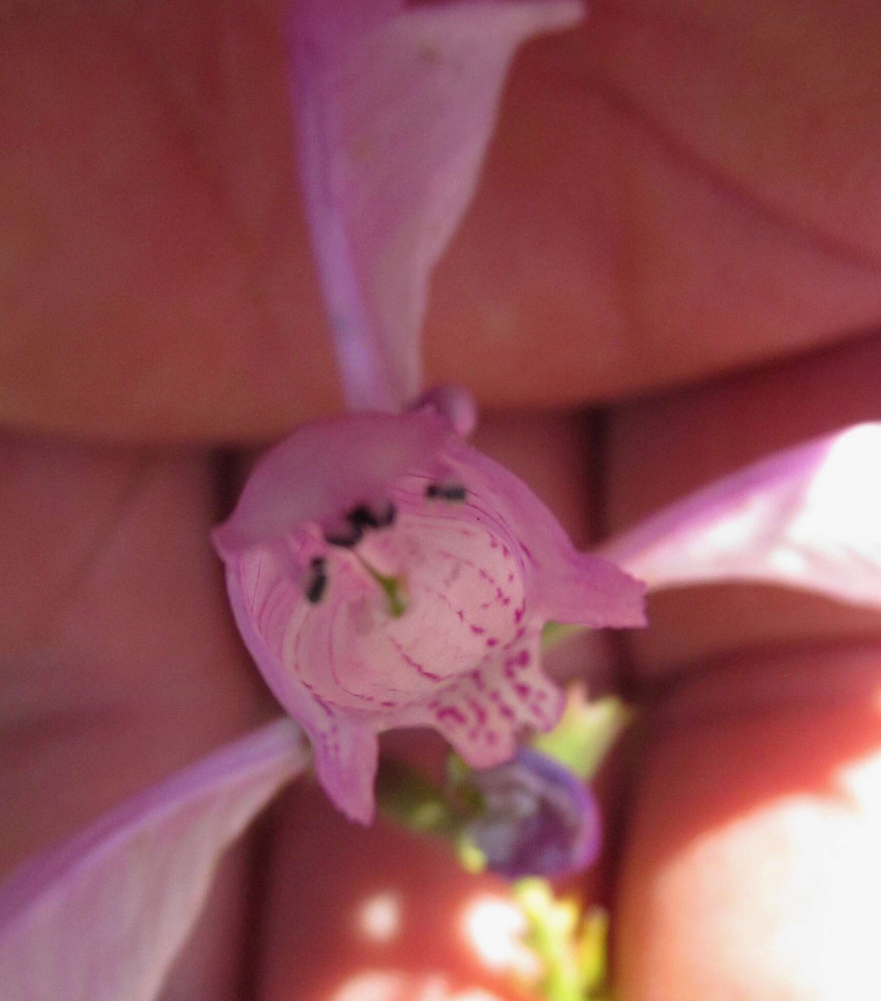 Image of obedient plant