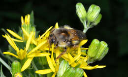 Image of Sitka bumble bee