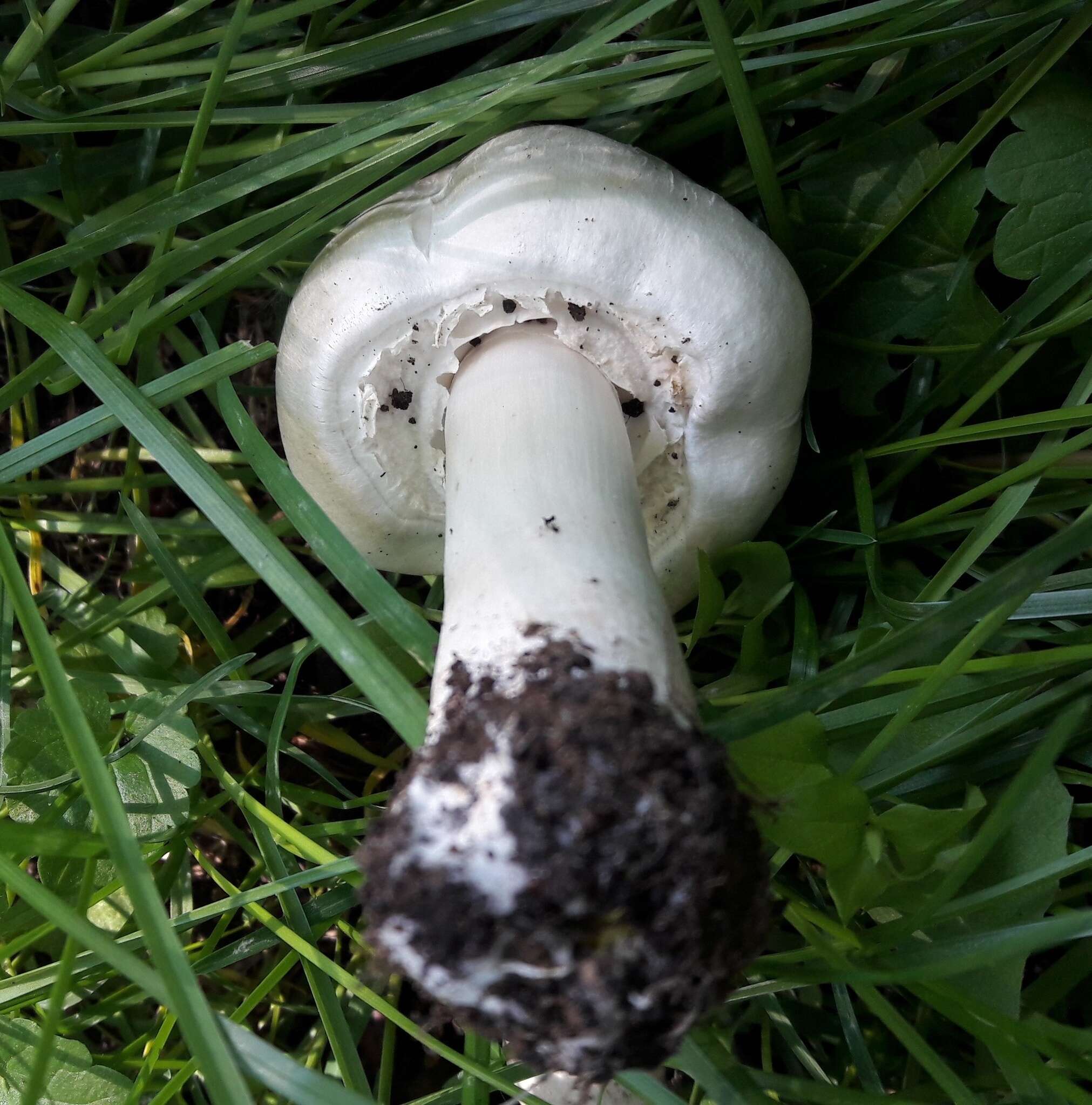 Image of Agaricus arvensis Schaeff. 1774