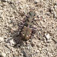 Image of Cicindela (Cicindela) maroccana pseudomaroccana Roeschke 1891