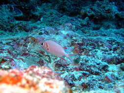 Image of Immaculate Squirrelfish