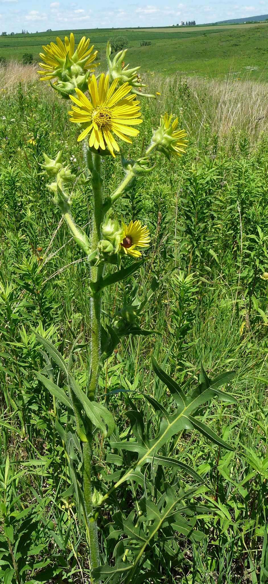 Image de Silphium laciniatum var. laciniatum