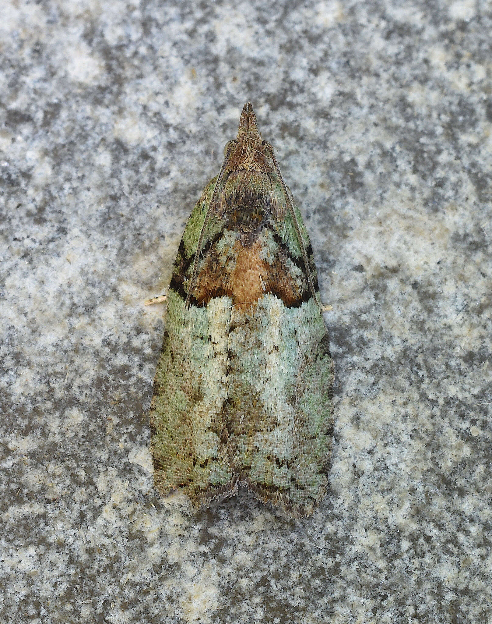 Image of Epinotia medioviridana Kearfott 1908