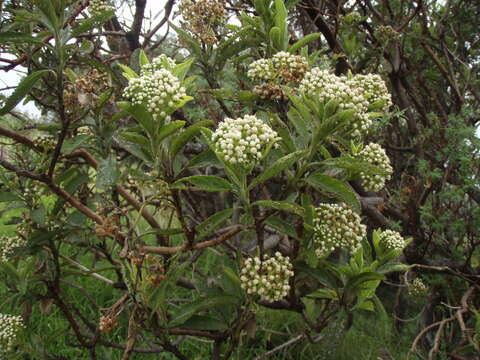 Image of Psiadia melastomatoides (Lam.) A. J. Scott