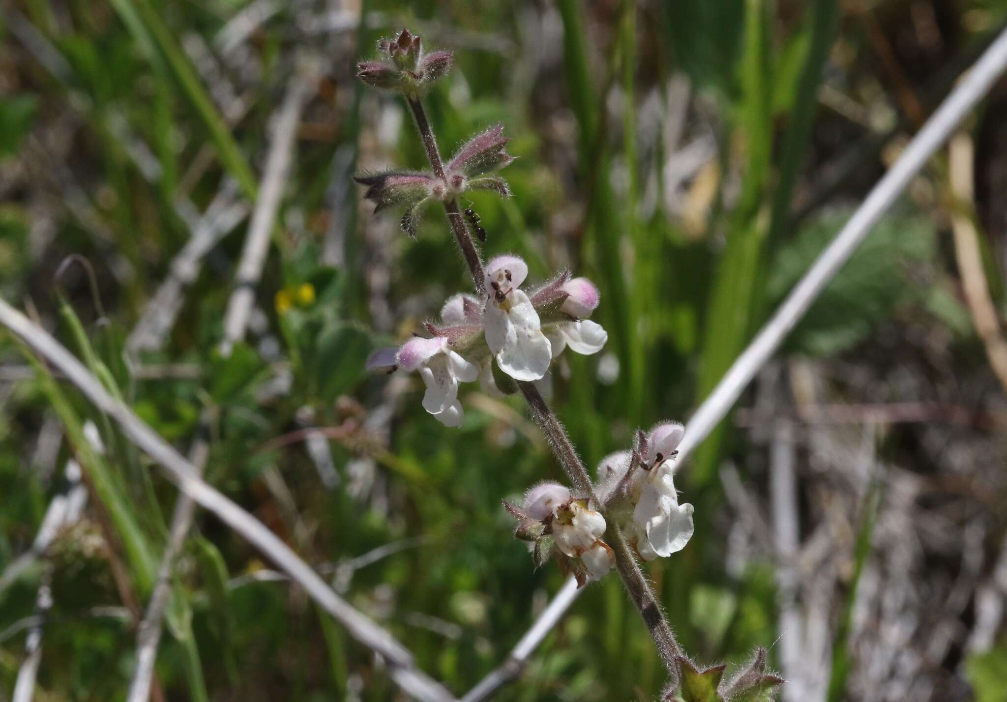 Слика од Stachys rigida subsp. quercetorum (A. Heller) Epling