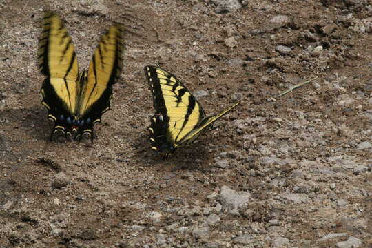 Image of Papilio alexiares garcia Rothschild & Jordan 1906