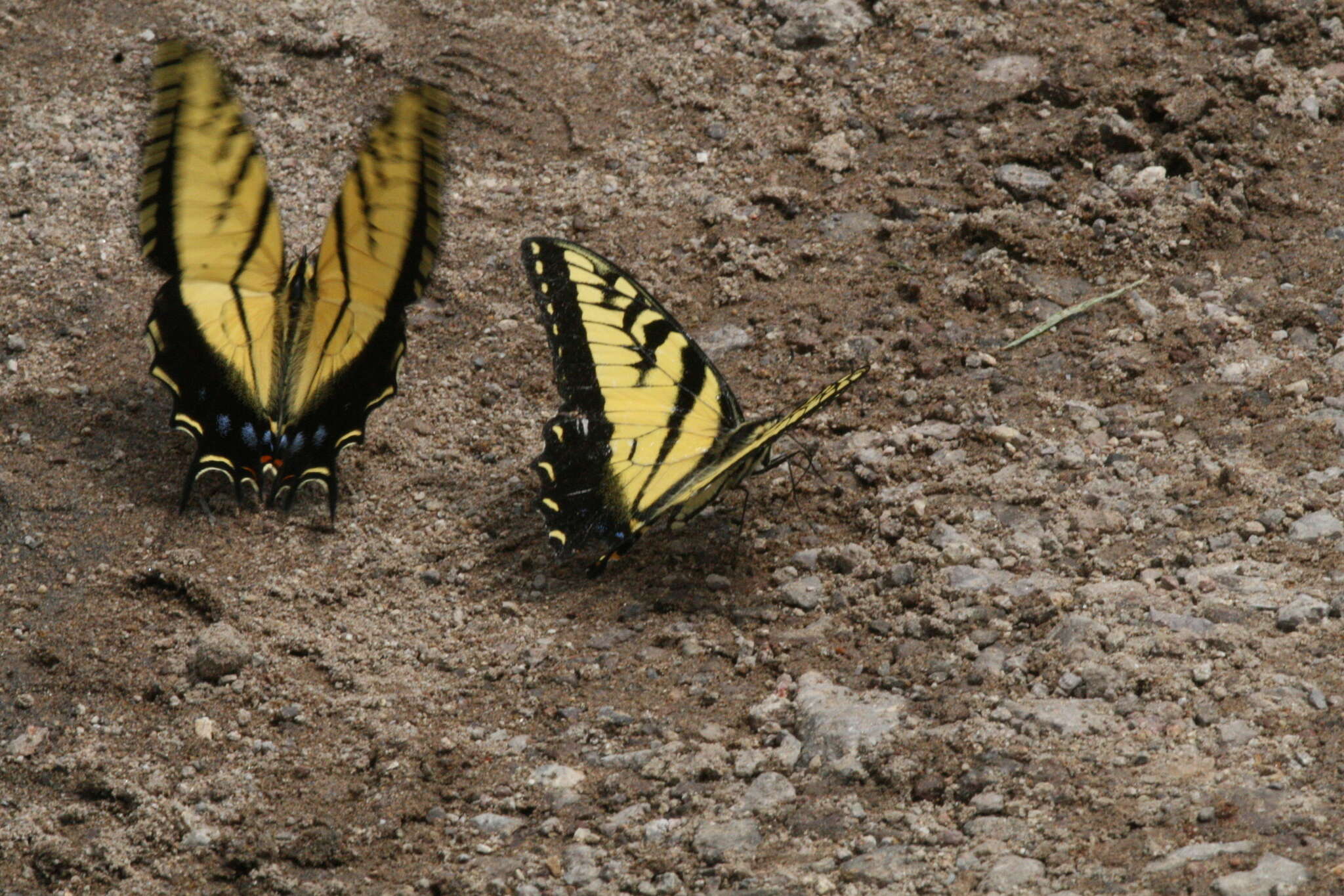 Imagem de Papilio alexiares garcia Rothschild & Jordan 1906