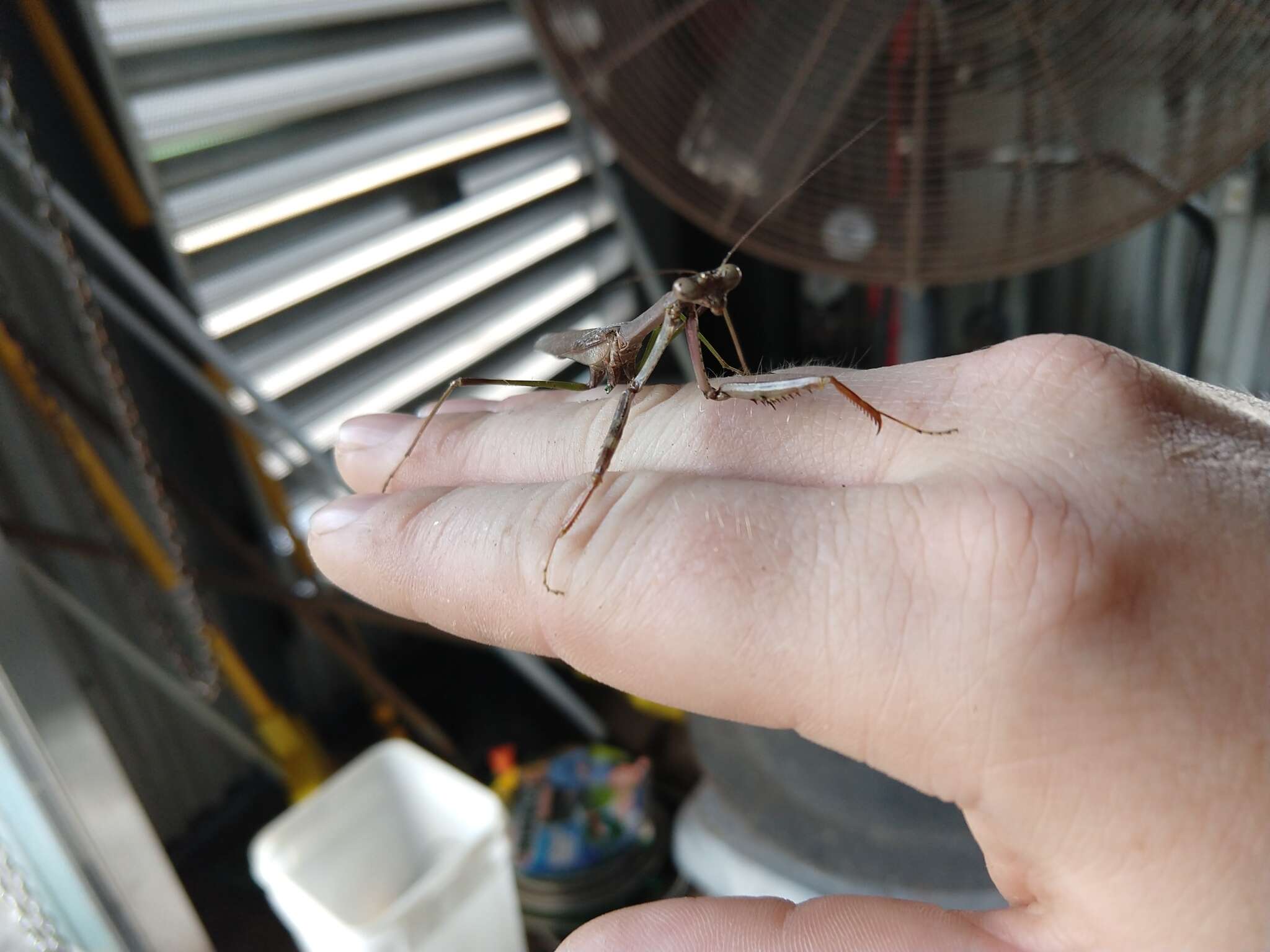 Image of Stagmomantis floridensis Davis 1919