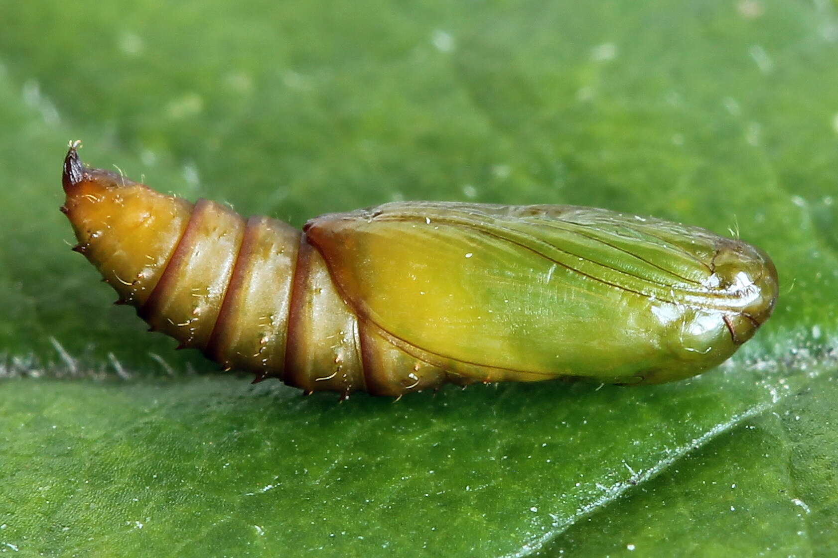 Image of Acleris schalleriana Linnaeus 1761