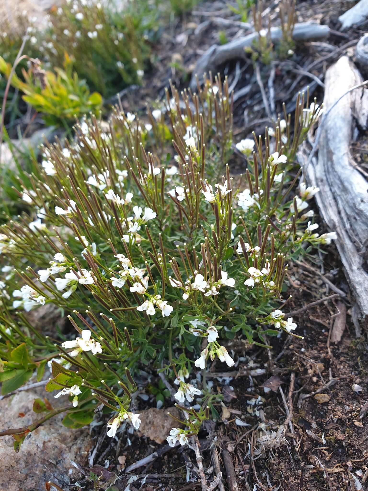 Plancia ëd Cardamine resedifolia L.