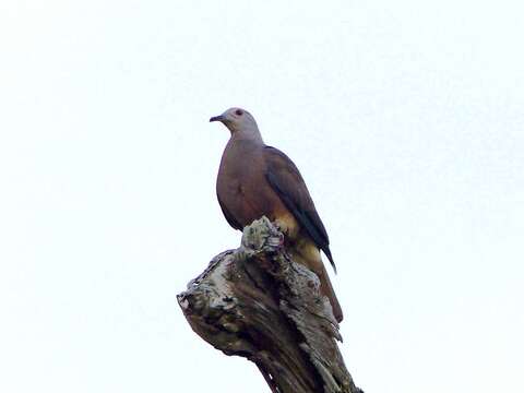 Image of Barking Imperial Pigeon