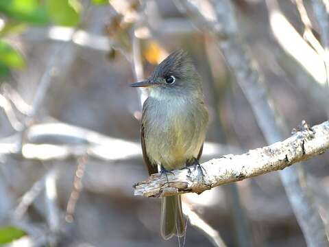 Image of Cuban Pewee