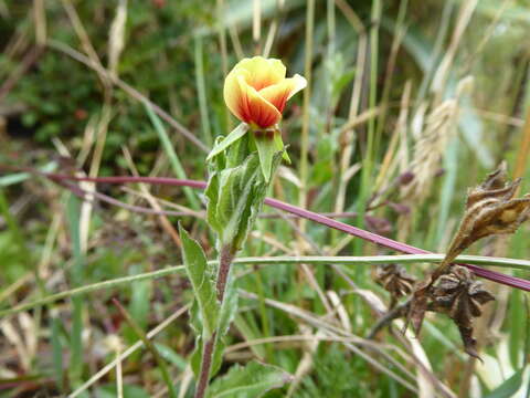 Oenothera epilobiifolia Kunth的圖片