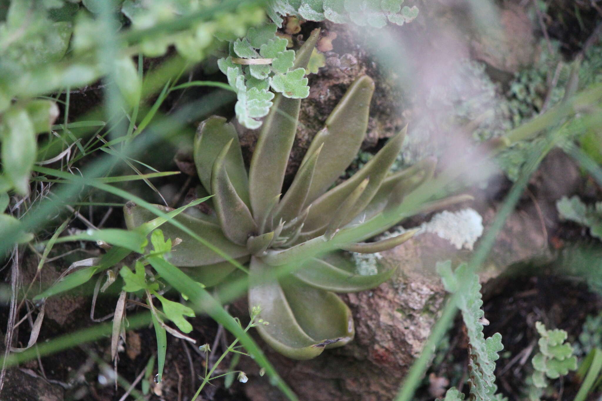 Sivun Echeveria bifida Schltdl. kuva