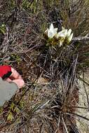 Image of Gentianella stellata Glenny