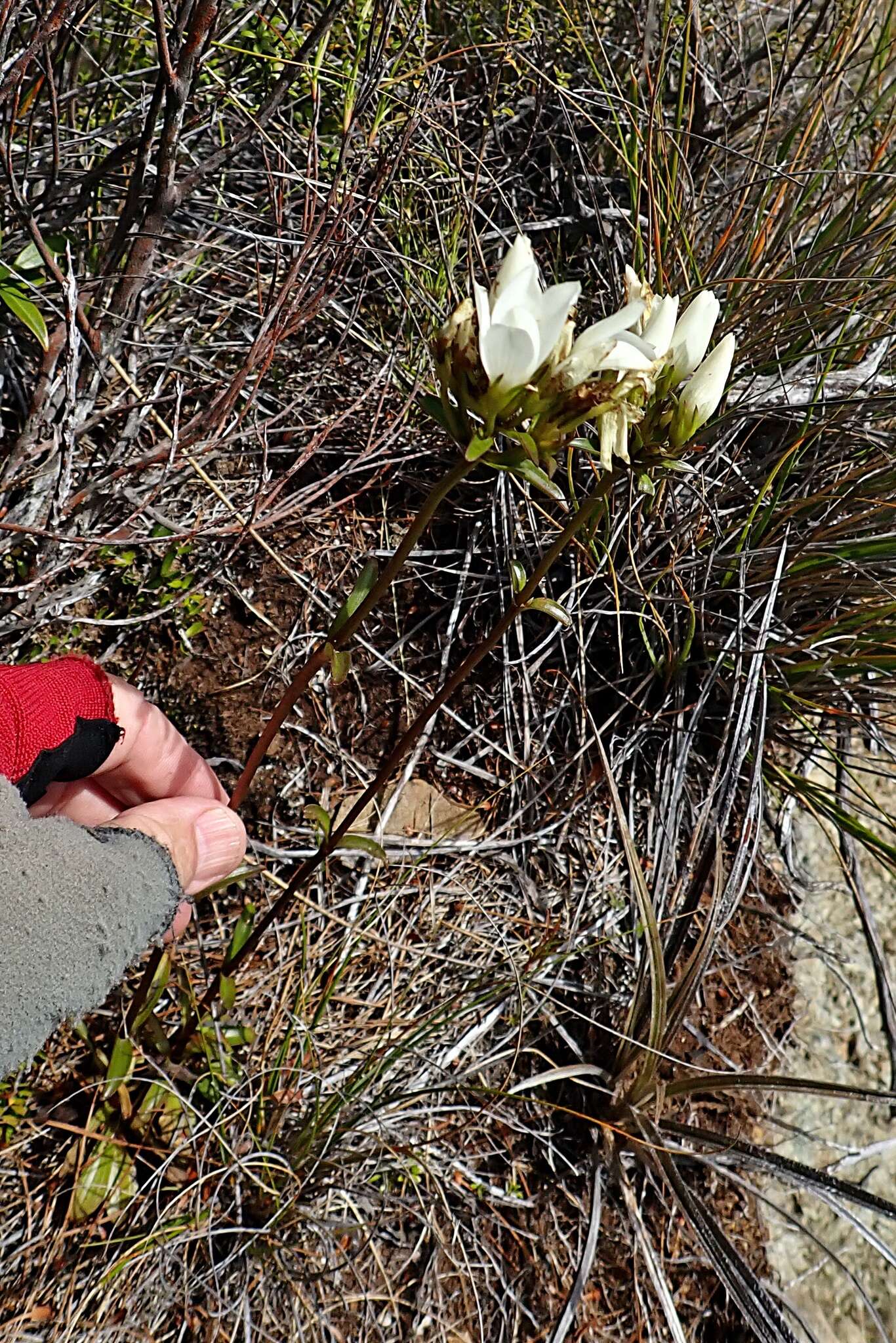 Image of Gentianella stellata Glenny