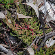 Crassula sieberiana (Schultes & J. H. Schultes) Druce resmi