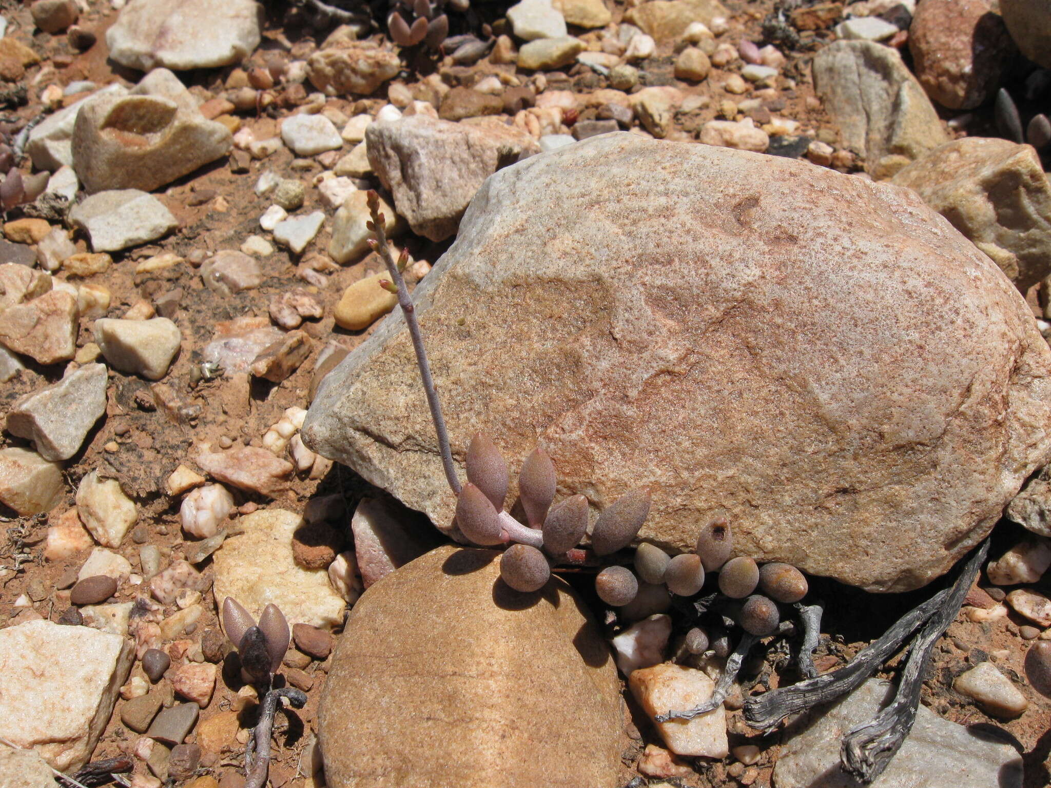 Image of Brittle Adromischus