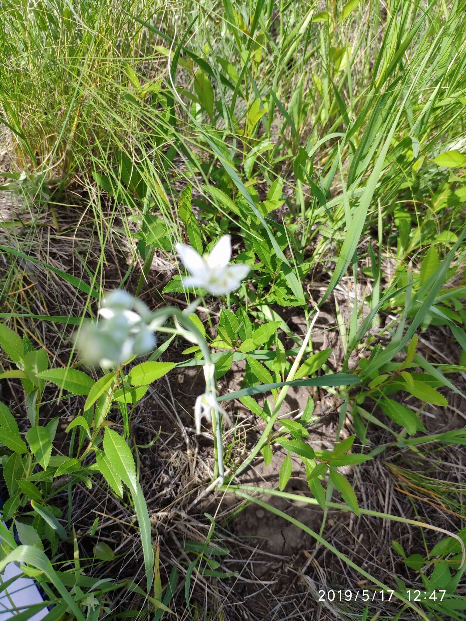 Image of Ornithogalum fischerianum Krasch.