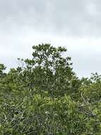 Image of Mangrove Cuckoo