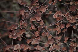 Imagem de Eriogonum fasciculatum Benth.