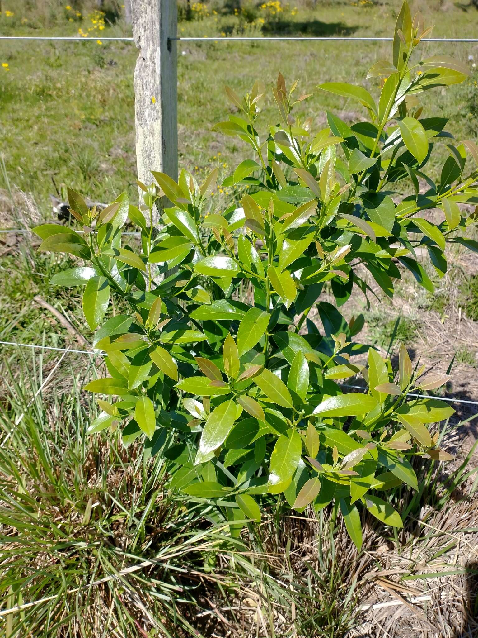 Image of Ocotea acutifolia (Nees) Mez