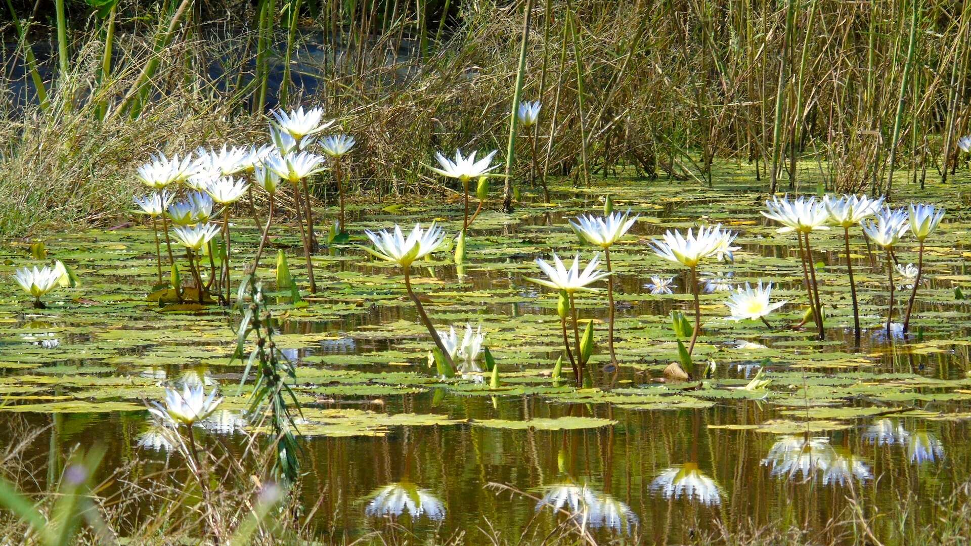 Image de Nymphaea elegans Hook.