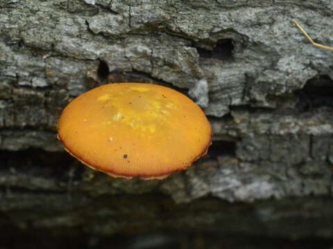 Image de Pluteus variabilicolor Babos 1978