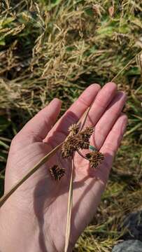 Imagem de Scirpus pallidus (Britton) Fernald