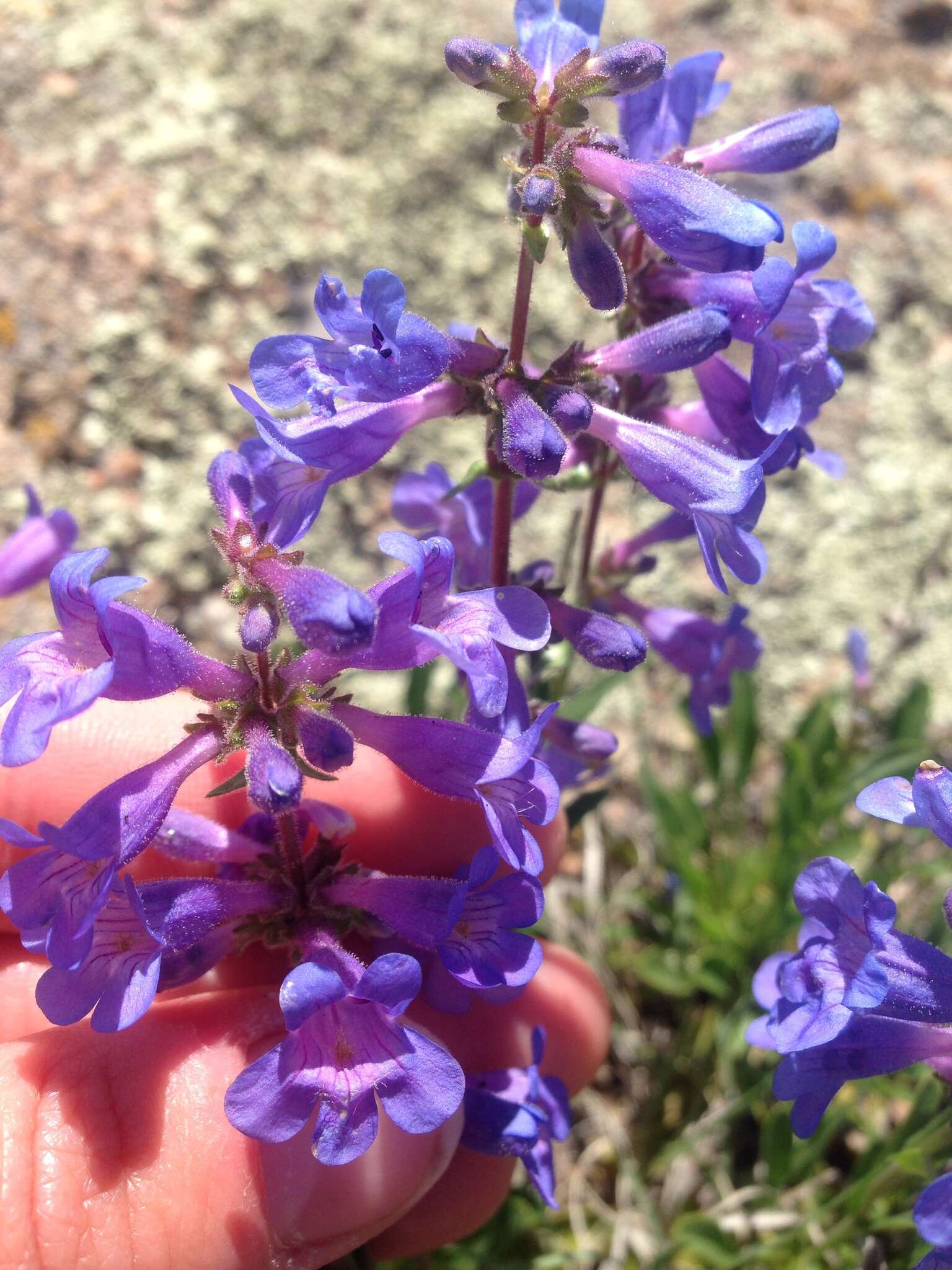 Image of Front Range beardtongue