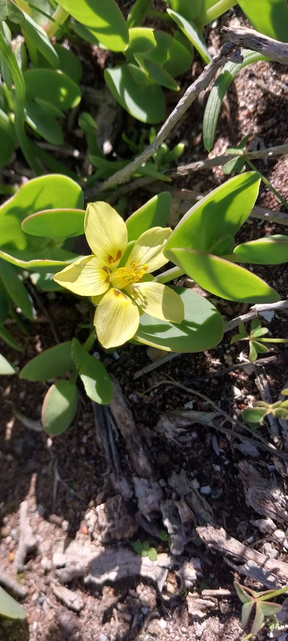 Image of Roepera cordifolia (L. fil.) Beier & Thulin