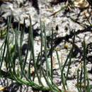 Image of Lebeckia meyeriana Eckl. & Zeyh.