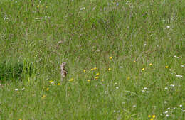 Image of Speckled Ground Squirrel