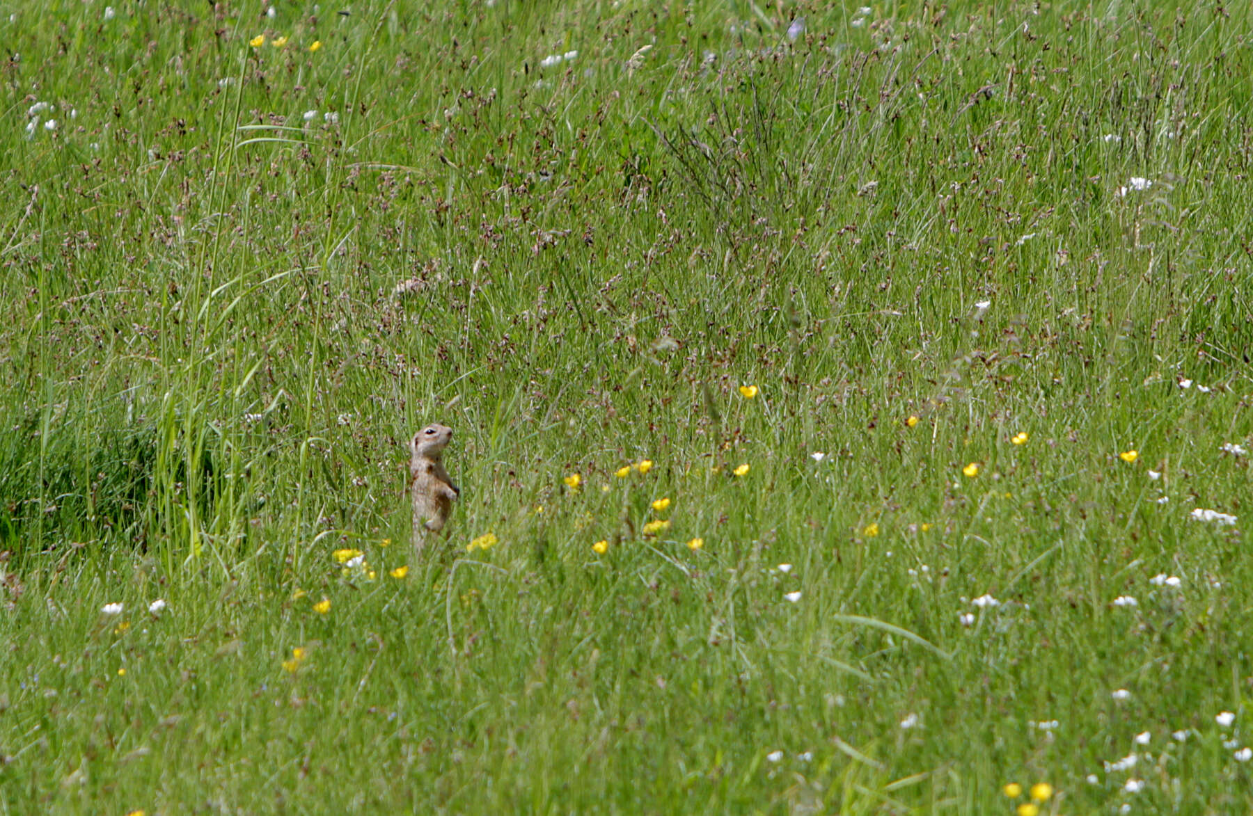 Image of Speckled Ground Squirrel