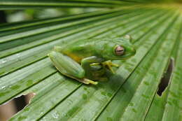 Hyloscirtus palmeri (Boulenger 1908)的圖片