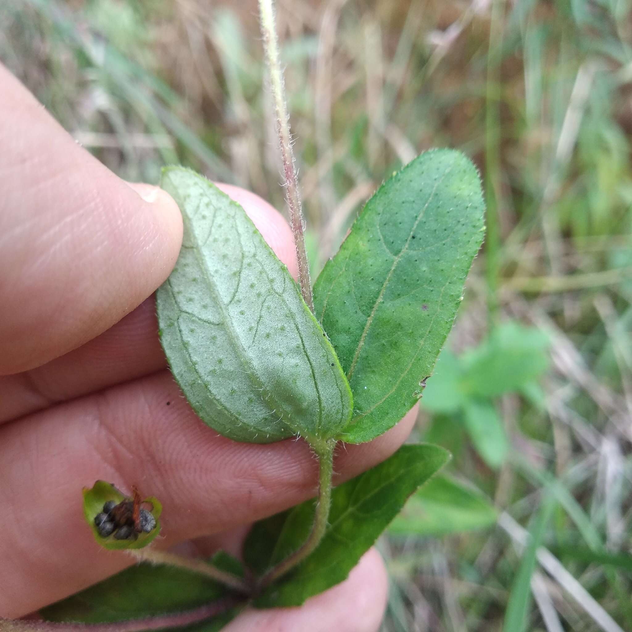 Image of Melampodium montanum Benth.