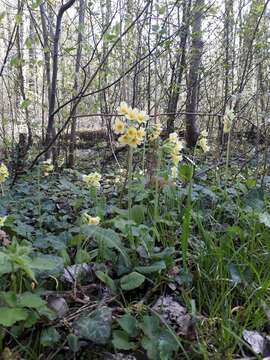 Image of oxlip