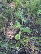 Plancia ëd Centaurea scabiosa subsp. integra Greuter