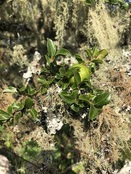 Plancia ëd Vangueria soutpansbergensis N. Hahn