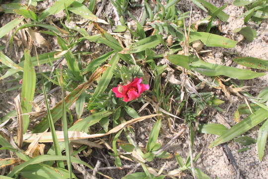 Image of Portulaca gilliesii Hook.