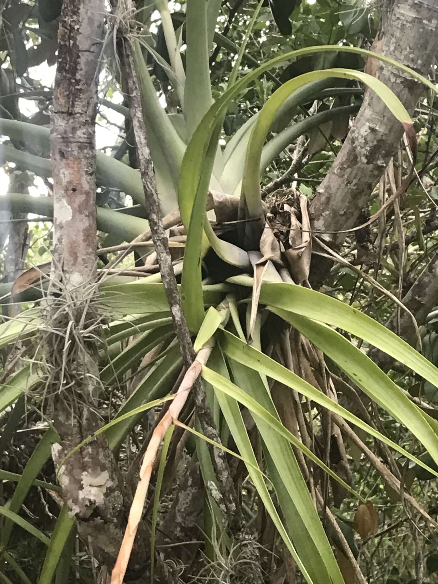 Image of Tillandsia elongata Kunth