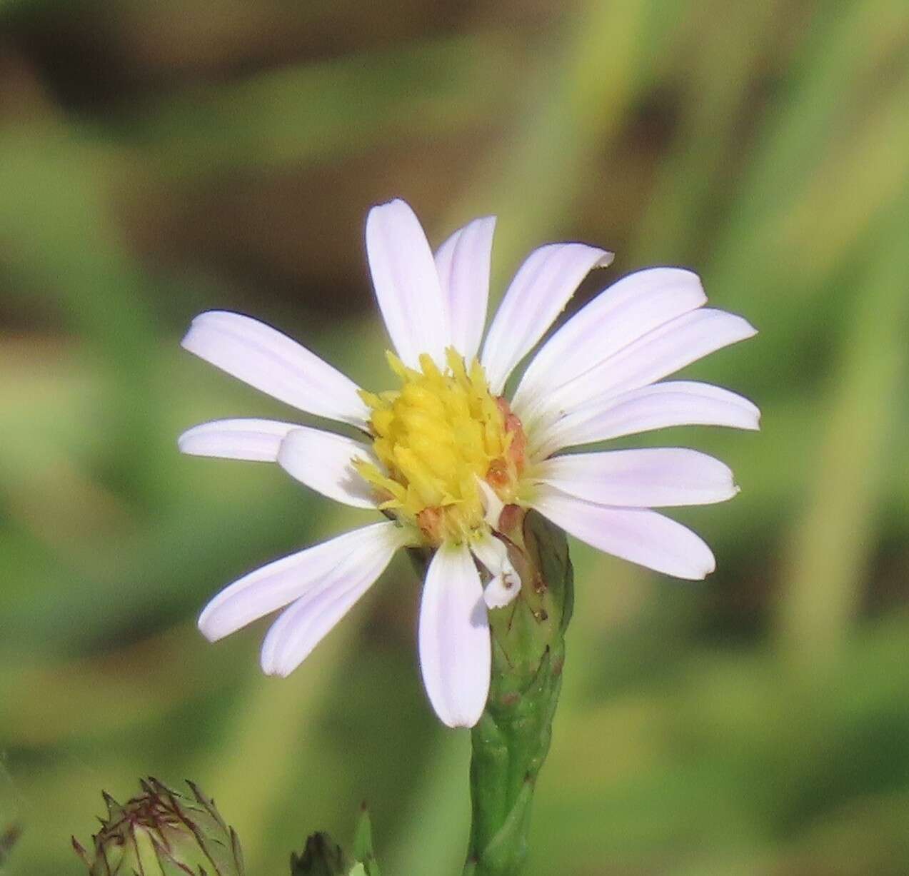 Sivun <i>Symphyotrichum <i>tenuifolium</i></i> var. tenuifolium kuva