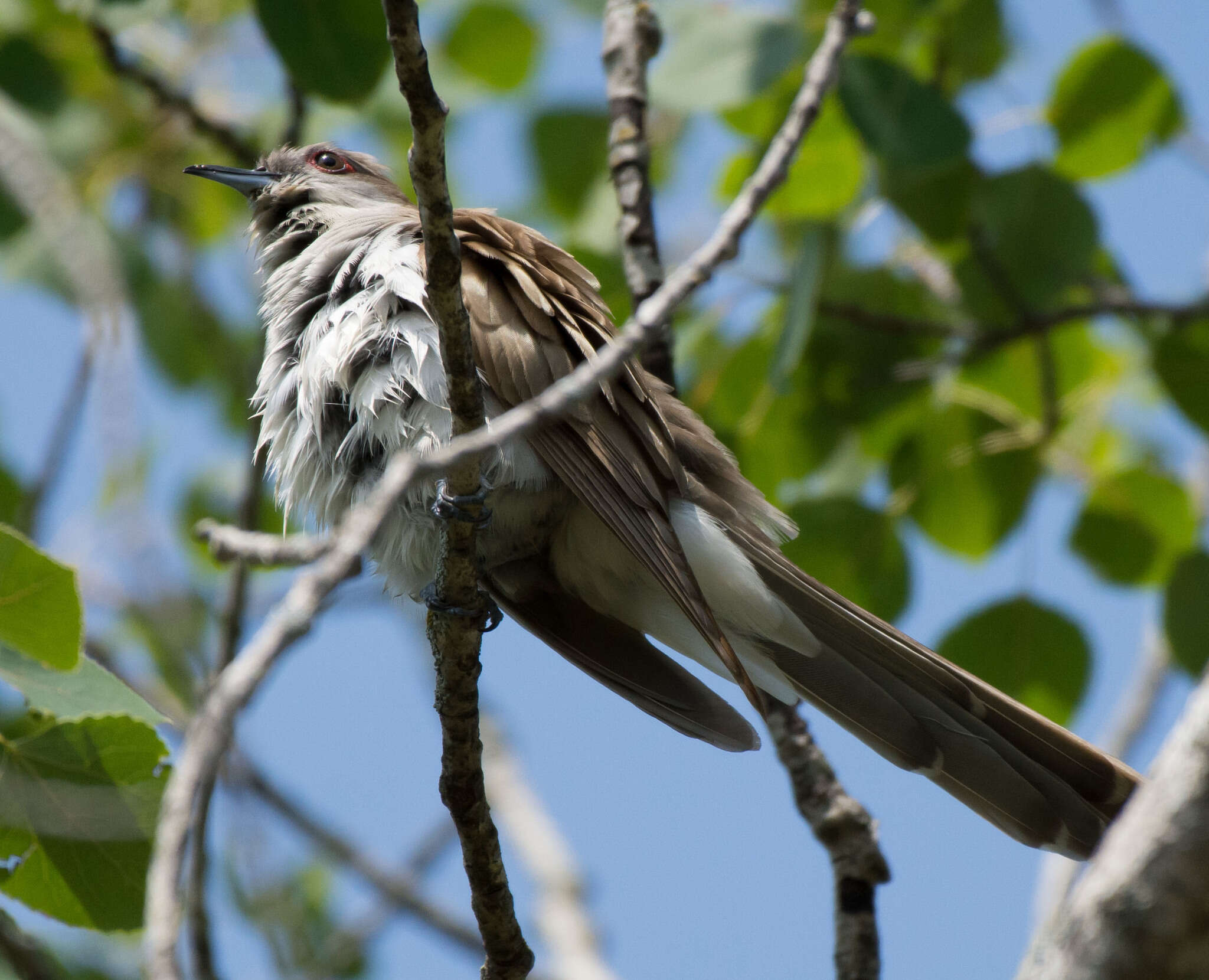 Image of Black-billed Cuckoo