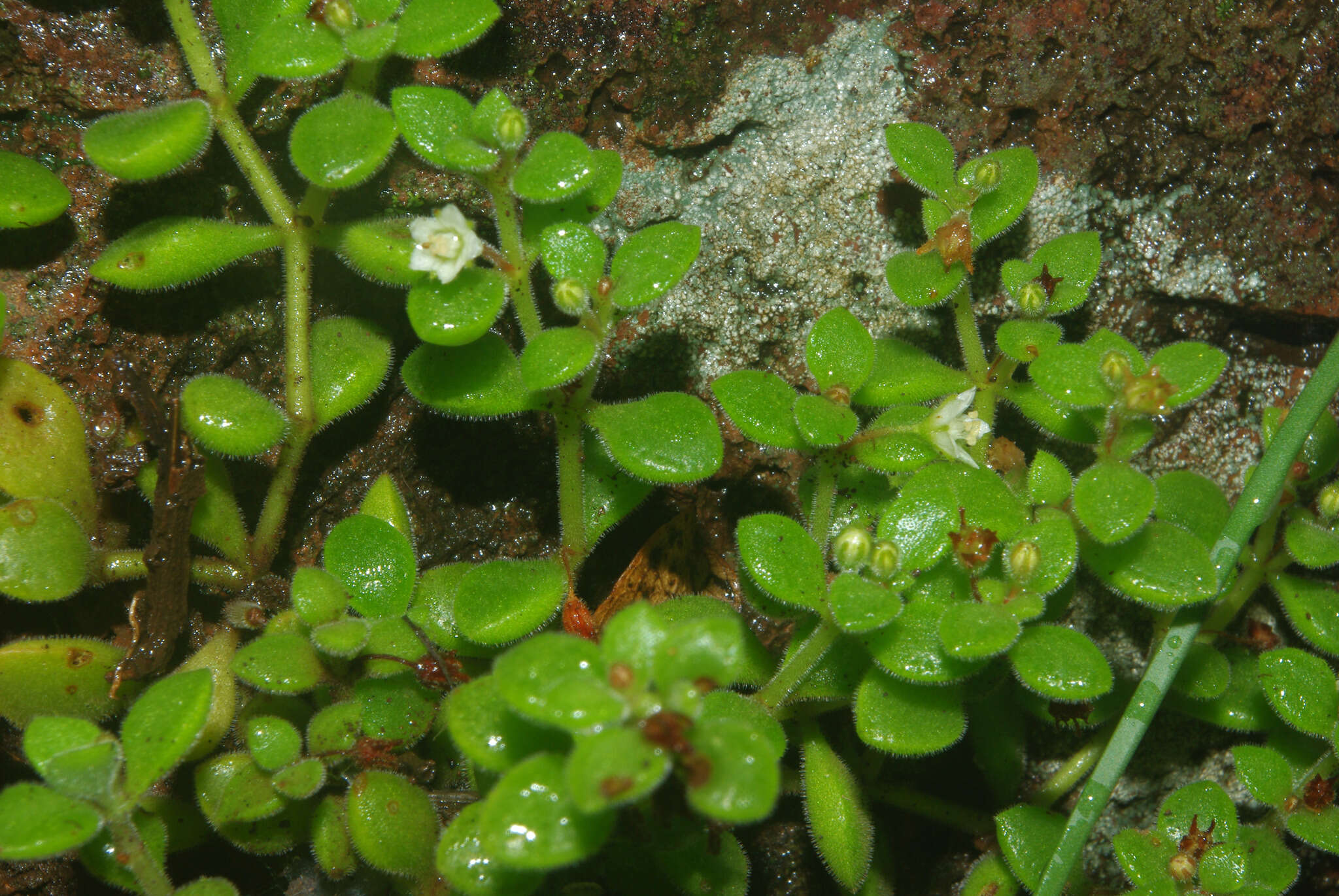 Image of Crassula expansa subsp. fragilis (Bak.) Tölken